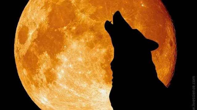 Я прощаюсь с тобою... Стихи Вероники Тушновой Читает Елена Казанцева смотреть онлайн