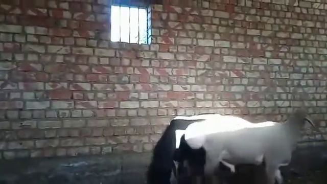НА ПРОДАЖУ! 1.7года уши 23 см рост 95 Линия Тимура г.Каракол. Цена 150тыс сом торг📲 +996 552 201 12 смотреть онлайн