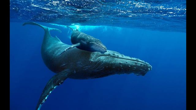 whale song by cliff bell on yamaha montage 6 synth смотреть онлайн