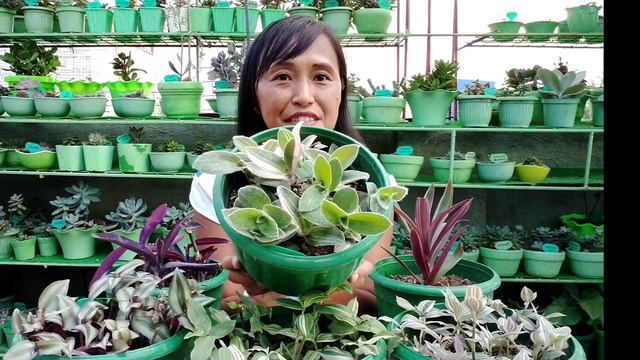DIFFERENT VARIETIES OF WANDERING JEW WITH NAMES+ TRANDESCANTIA CARE TIPS