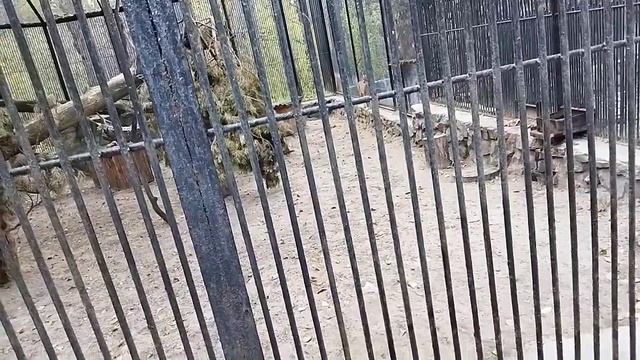 какая пышная и красивая рысь сибирская 14 октября 2021 г. смотреть онлайн