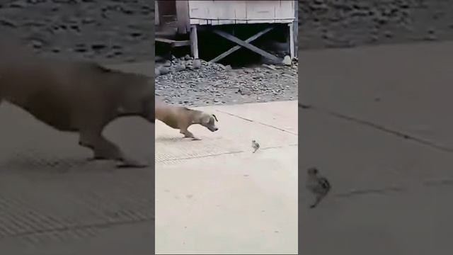 Агрессивный цыплёнок смотреть онлайн