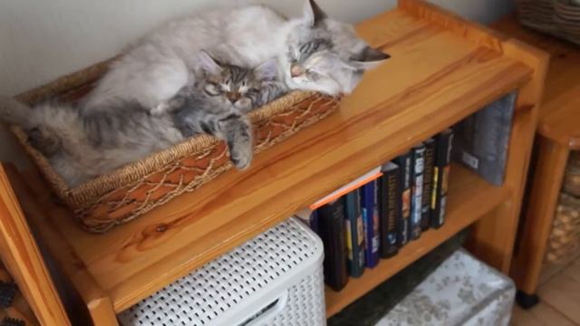 Котенок Потап (питомник "Вологодские кружева") смотреть онлайн