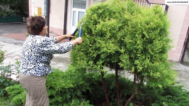 Обрезка ХВОЙНИКОВ. Обрезаем ТУЮ. Делаем полусферу на ножке. смотреть онлайн