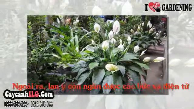 Hình Ảnh Cây Bạch Môn смотреть онлайн