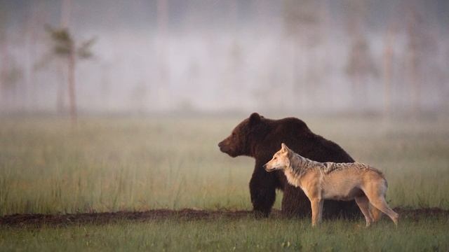 Эти кадры "шокировали" даже УЧЁНЫХ... Волчица создала пару с МЕДВЕДЕМ... смотреть онлайн