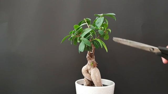 Pruning Ficus Ginseng Bonsai