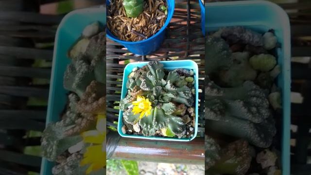 suculenta con camuflaje de piedra titanopsis calcárea en floración ☀️. visita mi canal. смотреть онлайн