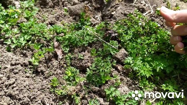 СУП С ФРИКАДЕЛЬКАМИ. ПОДГОТОВКА СЕМЯН /ԿՈԼՈԼԱԿՈՎ ARMENIAN VLOG.