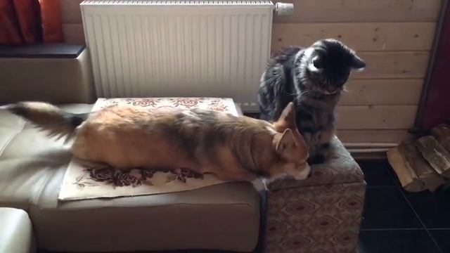 КОТ И СОБАКА ОТДЫХАЮТ ВМЕСТЕ смотреть онлайн