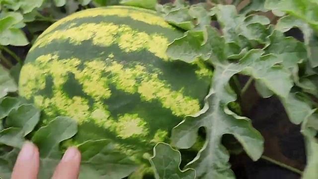 арбуз Алый сладкий смотреть онлайн