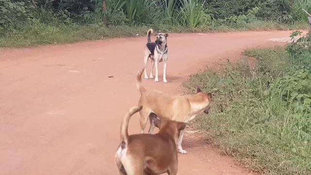11 MOG Amazing Monkey meeting смотреть онлайн