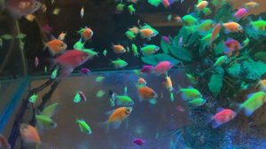 Яркие аквариумные рыбки