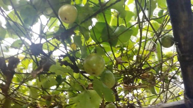 Passion fruit cultivation in sri lanka ( ශ්රී ලංකාවේ වැල් දොඩම් වගාව ) смотреть онлайн