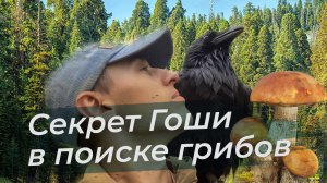 Жду Кардинала / Большой поход с Гошей   сбор грибов и купания в луже