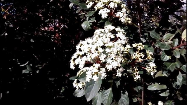 СОЧИ. ЦВЕТЫ В ФЕВРАЛЕ. смотреть онлайн