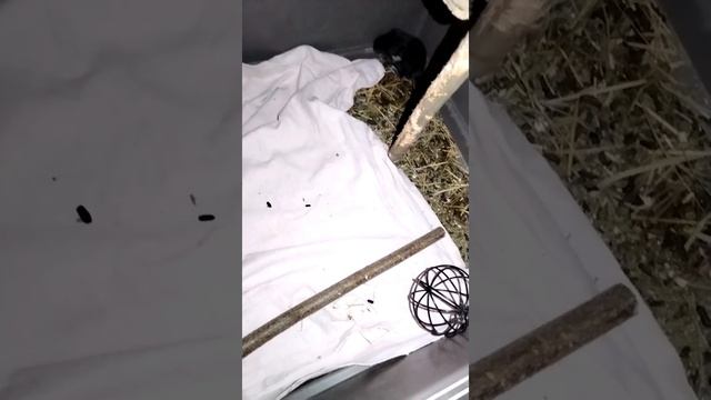 шиншиллёнок чёрный бархат смотреть онлайн