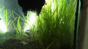 КРИСТАЛАЙН от VladOx отзыв и опыт применения