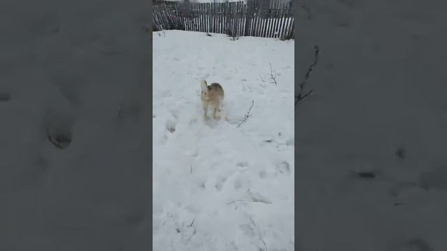 хаски лайка смотреть онлайн
