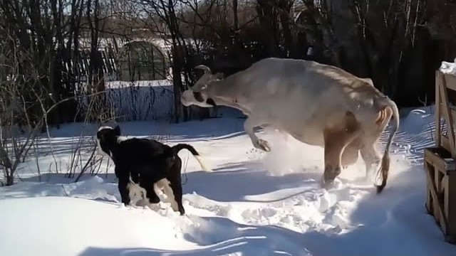 Маленький бычок первый раз видит снег. Корова играет с телёнком смотреть онлайн