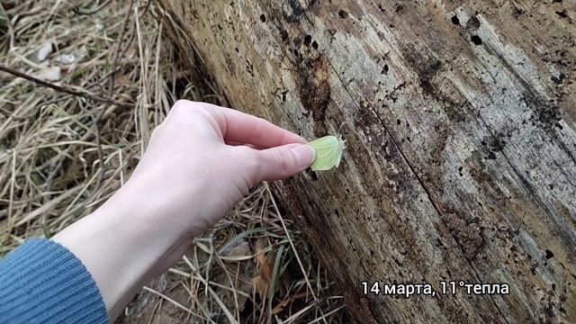 На поиски спящих насекомых / Фауна Беларуси смотреть онлайн