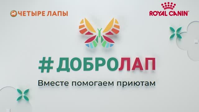 Четыре Лапы - акция ДОБРОЛАП смотреть онлайн