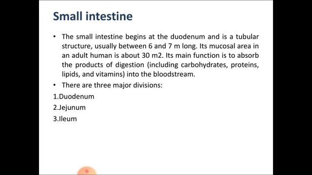 GIT Anatomy and Physiology смотреть онлайн