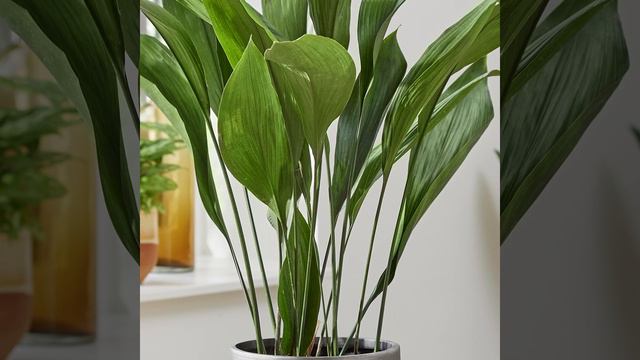 Aspidistra Introduction смотреть онлайн