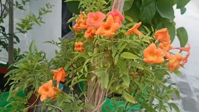 Tecoma- Best flowering plant, How to grow and care #naturetreasure смотреть онлайн