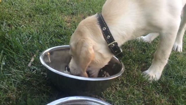 Сенди 3 месяца, кушает кашу смотреть онлайн