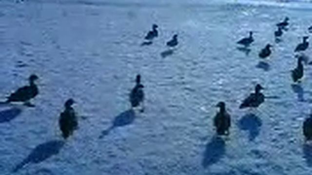 СОЛНЦЕВО УТКИ 2011Г 1 смотреть онлайн