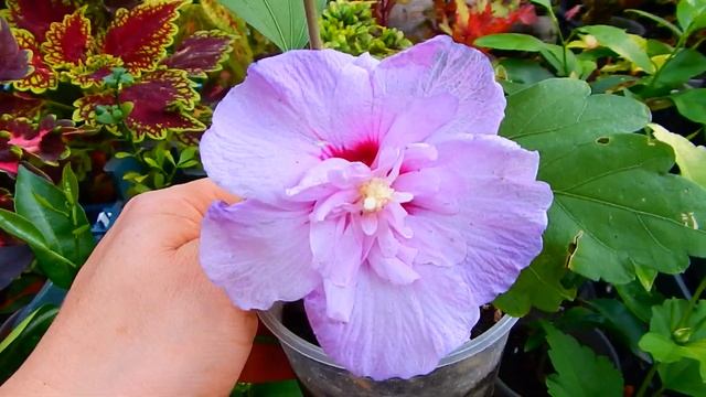 МОЙ ГИБИСКУС Lavender Chiffon... смотреть онлайн