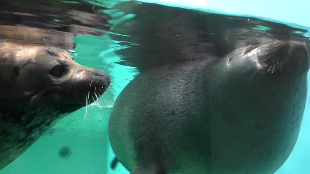 Байкальская нерпа / 10 интересных фактов о байкальской нерпе