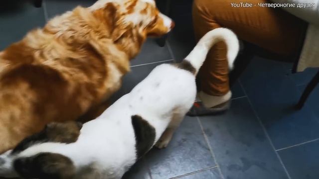 Как Шанс уживается у новой хозяйки Лидии спустя неделю. смотреть онлайн