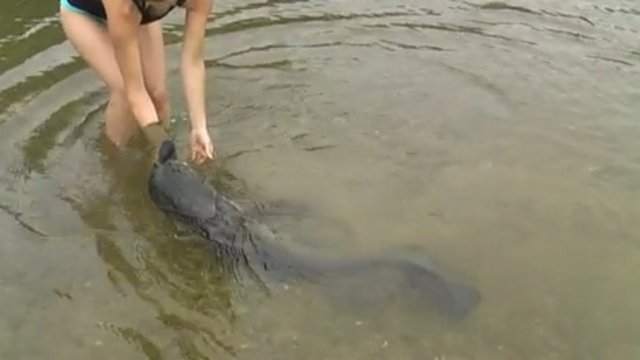 Sexy Catfish! ловля сома, рыбалка на сома, сом Euro-som.de