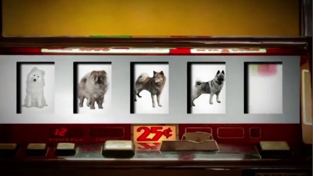 Dog Breeds - Keeshond. Dogs 101 Animal Planet смотреть онлайн