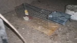 Готовлю крысоловку - ночь крыса у крысоловки