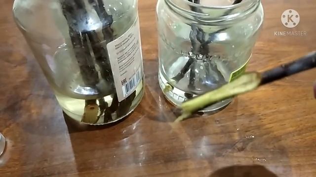 Способ укоренения черенков яблони. смотреть онлайн