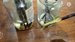 Способ укоренения черенков яблони.