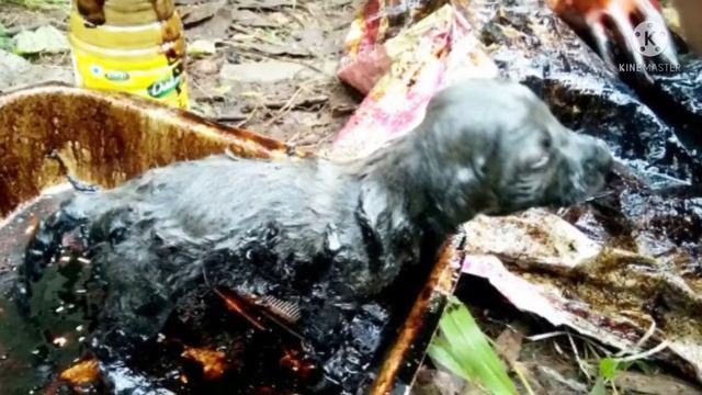 Щенки, играя, угодили в смолу… И если бы не эти люди, малышам несдобровать! смотреть онлайн