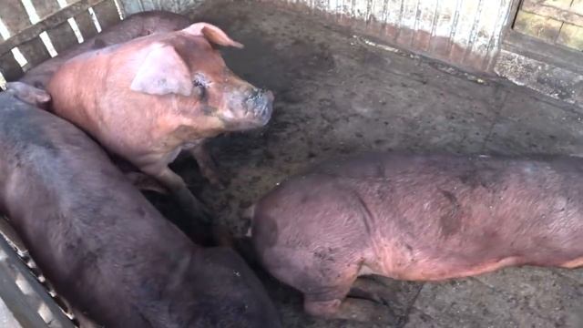 Поросята пьетрен VS дюрок,настоящий кантор,гибрид смотреть онлайн