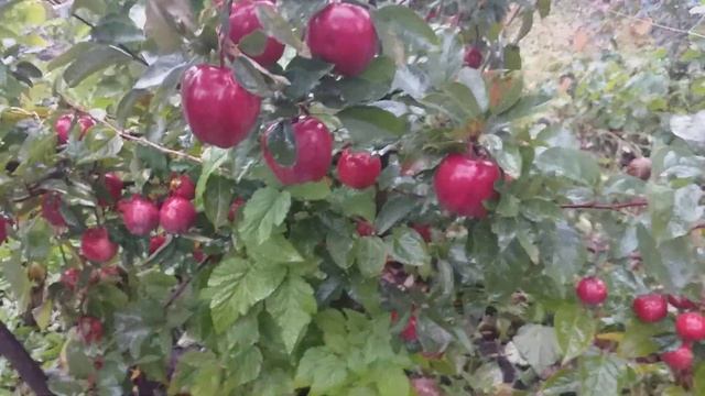 Вкуснейшее из Делишесов. Яблоки сорт зимний Глостер ( apple Gloster). Обзор в октябре смотреть онлайн