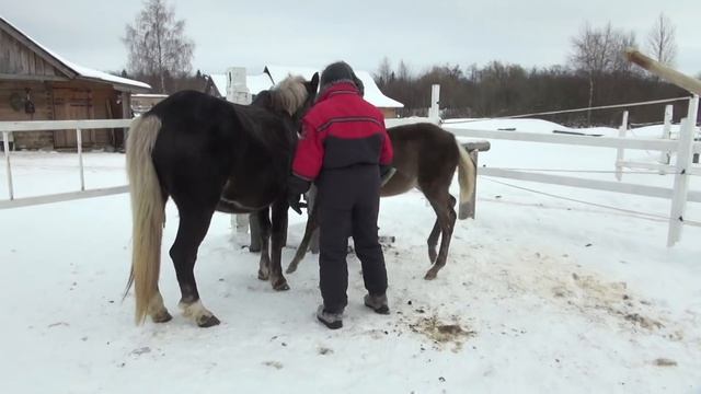 Занятия с жеребятами "между делом". "Дай ножку!" смотреть онлайн