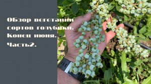 обзор сортов голубики 2
