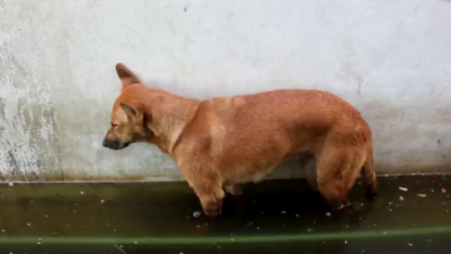 Пёс засыпает в воде смотреть онлайн
