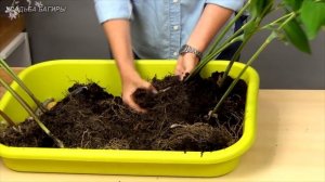 Купена. Посадка и уход.