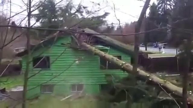 Эпичный фэйл во время валки огромного дерева смотреть онлайн