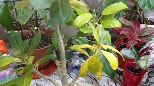 Комнатные цветы. ??? смотреть онлайн