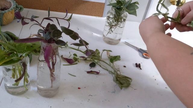 Setting My Maranta Plants In Water/Organizing My Propagations