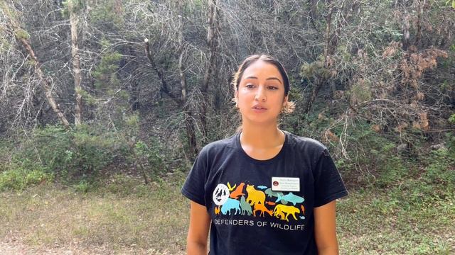 Defenders: A Day in the Life - Monitoring for Golden-cheeked Warblers смотреть онлайн